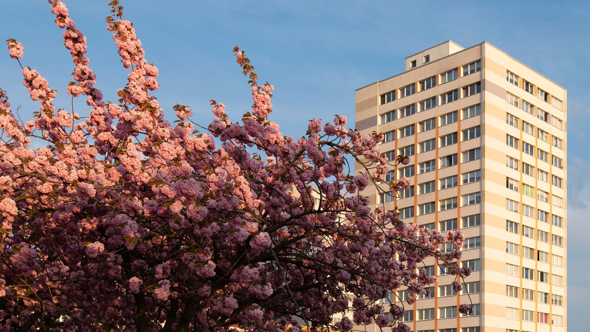 WohnBau_Header_Service-Sozialmanagement